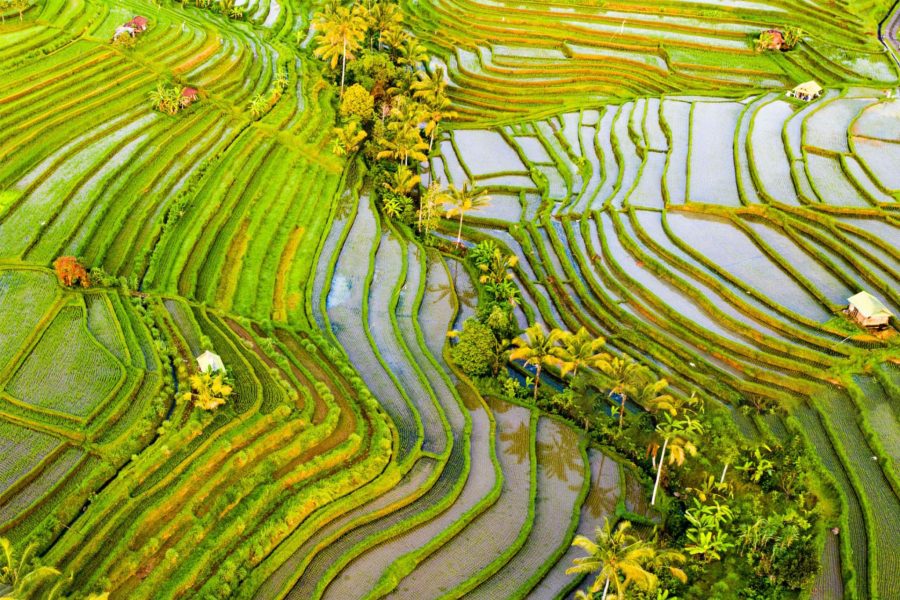 Jatiluwih & Tanah Lot Tour